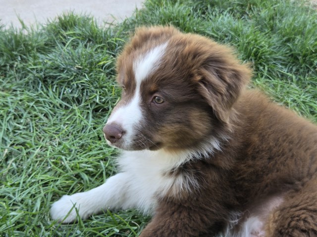Miniature Australian Shepherd puppy for sale + 66765