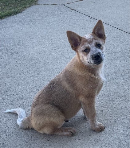 Male Red Heeler / ACD