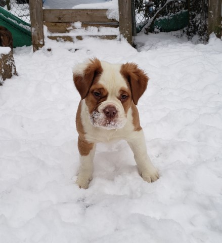 English Bulldog puppy for sale + 62740