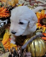Casper, the Sweetest Pup There Is! Goldendoodle for sale/adoption