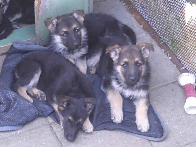 Purebred German Shepherd Puppies!