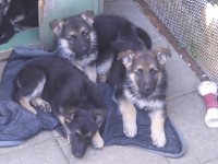 Purebred German Shepherd Puppies! German Shepherd Dog for sale/adoption