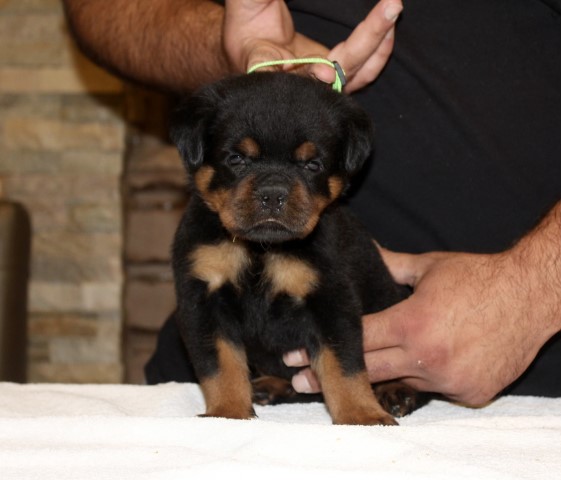 THE BEST LOOKING AKC EUROPEAN ROTTWEILER PUPPIES