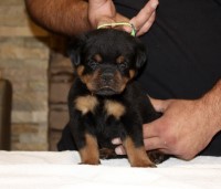 THE BEST LOOKING AKC EUROPEAN ROTTWEILER PUPPIES Rottweiler for sale/adoption