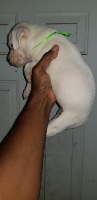 Dogo Argentino puppy for sale + 53378