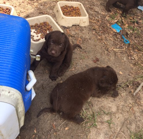 Labrador Retriever puppy for sale + 50223