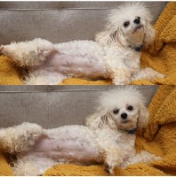 Tiny Toy Poodles Due Valentine Day Poodle Toy for sale/adoption