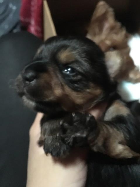 Yorkshire Terrier Puppies