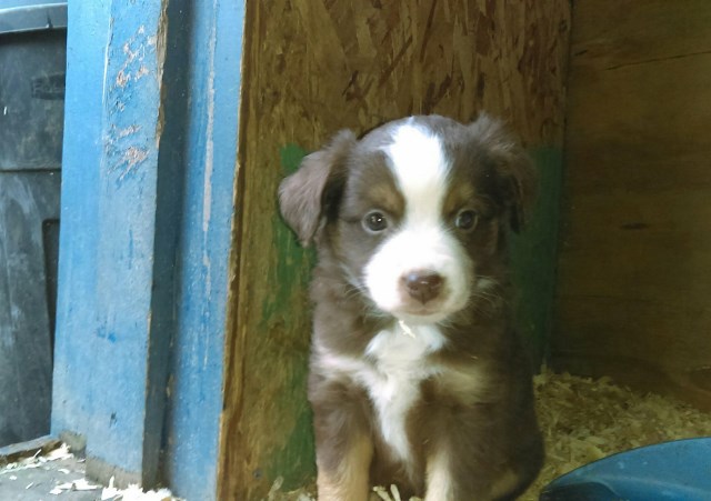 Miniature Australian Shepherd puppy for sale + 51375