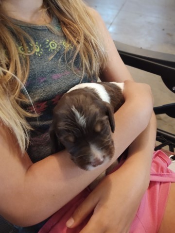 English Springer Spaniel puppy for sale + 63603