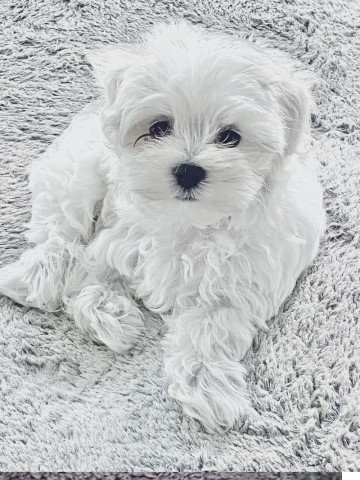 Maltese puppy for sale + 64606