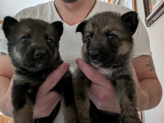 German Shepherd & Native American Shepherd puppies