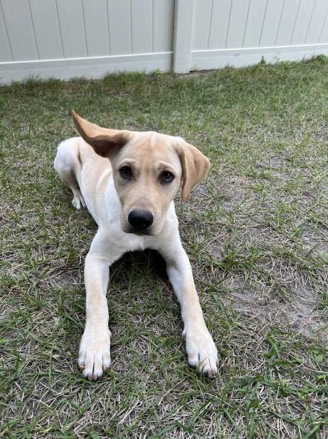 Labrador Retriever puppy for sale + 67029