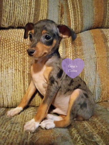 Miniature Pinscher puppy for sale + 66239