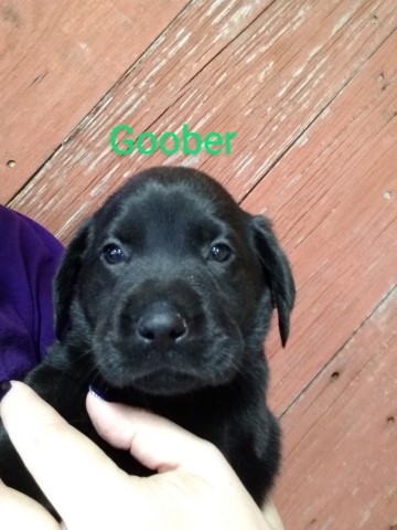 PRICE REDUCED! Livin' Our Lab Life - Goober!!!