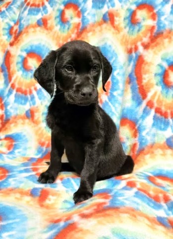AKC Master Hunter Bloodline Lab Puppies!