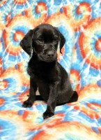 AKC Master Hunter Bloodline Lab Puppies! Labrador Retriever for sale/adoption