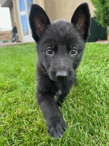 Black German Shephard