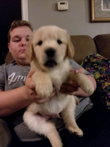 AKC Golden retriever puppies