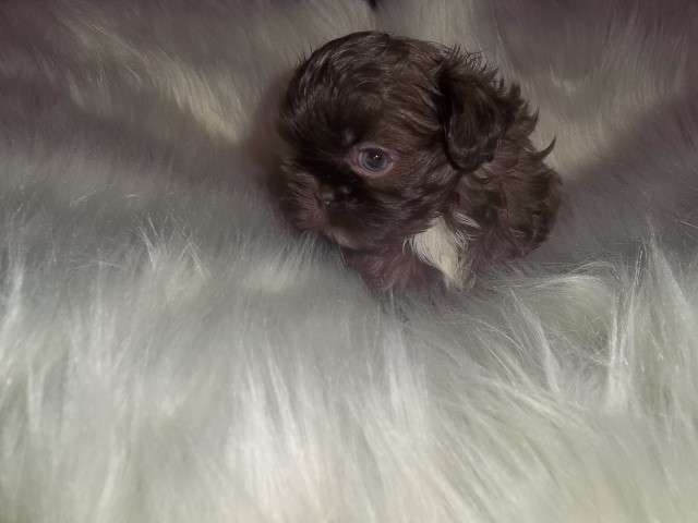 Imperial Shih Tzu Puppy