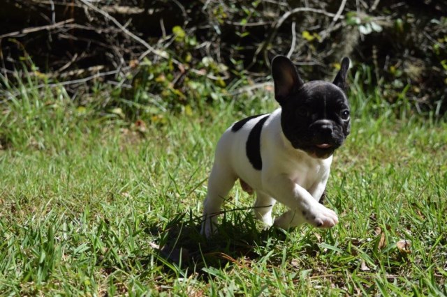 French Bulldog puppy dog for sale in Cincinnati, Ohio