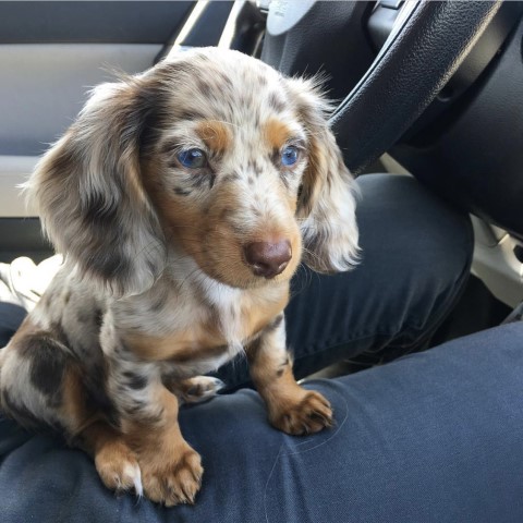 Dachshund puppy for sale + 61738