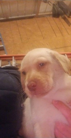 Labrador Retriever puppy for sale + 59850