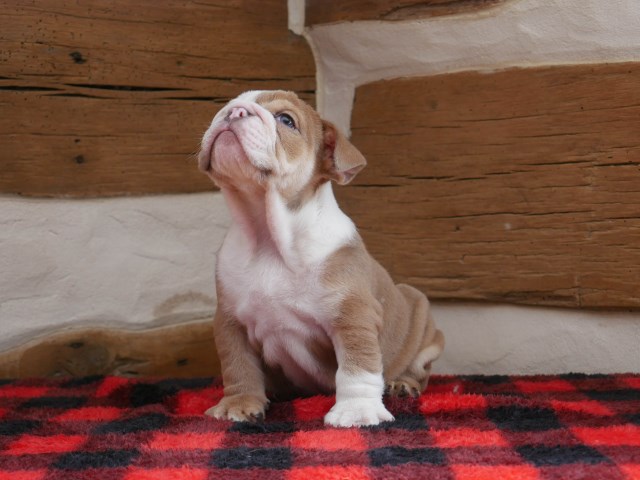 English Bulldog puppy for sale + 52391