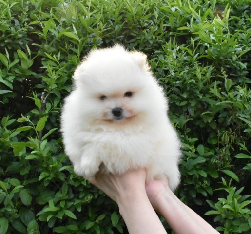 Purebred Pomeranian puppy Girl Snuggle