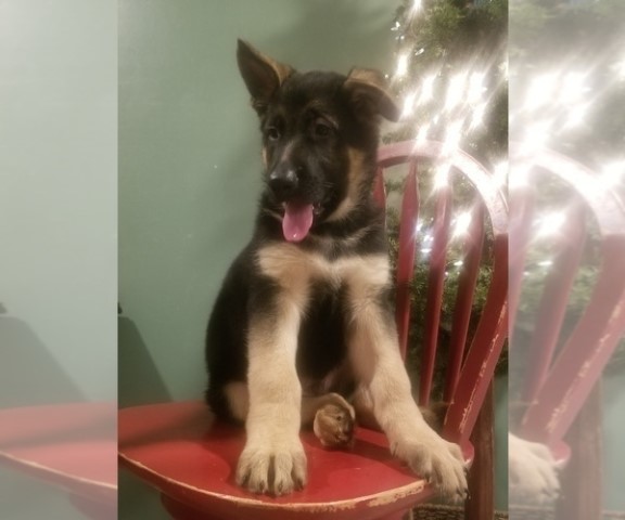 German Shepherd Dog puppy for sale + 64120