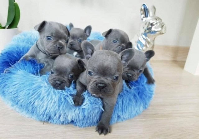 French Bulldog puppy for sale + 66654