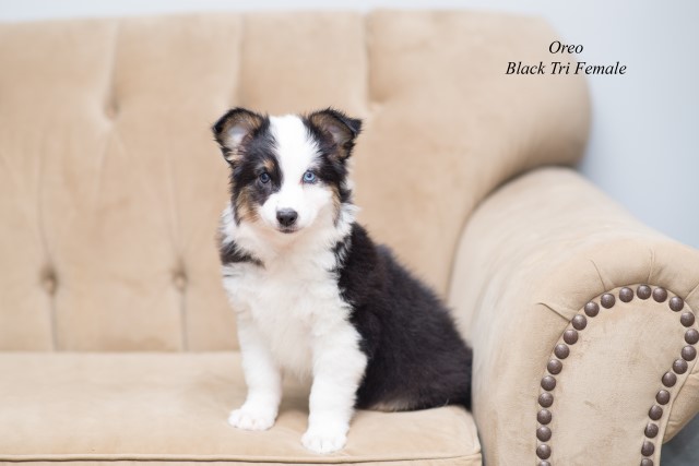 Australian Shepherd black tri female