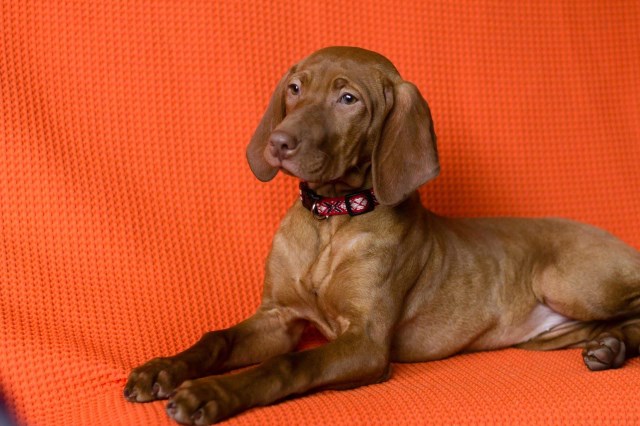 VIZSLA PUPPIES FOR SALE, AKC