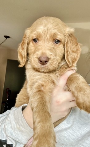 Goldendoodle puppy for sale + 66345