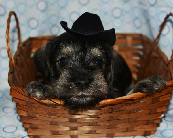 Miniature Schnauzer puppy for sale + 58161