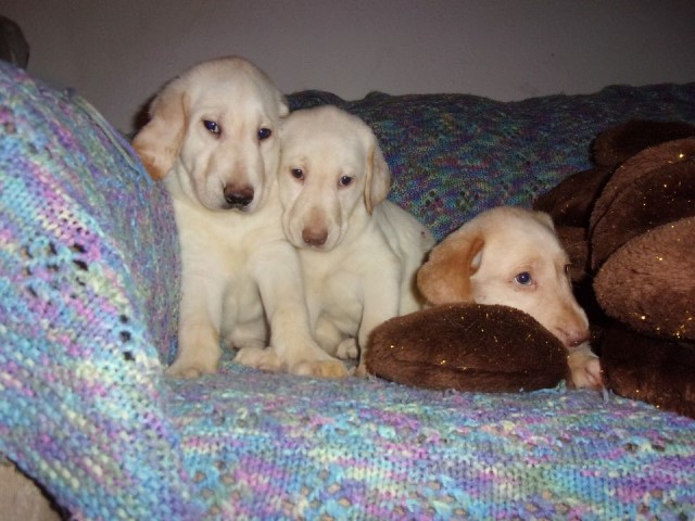 American Long nose lab puppies 11 miles West of Midland, Mi. 48640 989-832-0041