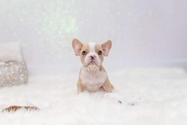 Amazing french bulldog for sale