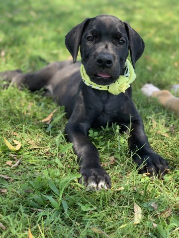 Great Dane Puppies