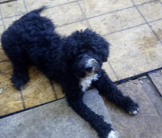 Portuguese Water Dog puppy for sale + 55123