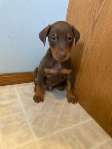 Doberman puppies registered