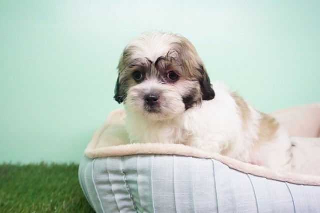 Maltese puppy for sale + 54304