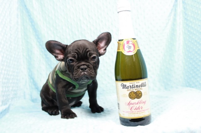 French Bulldog Puppies Near Rhode Island French Bulldog Puppies Near Rhode Island