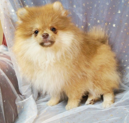 Pomeranian puppy for sale + 64545