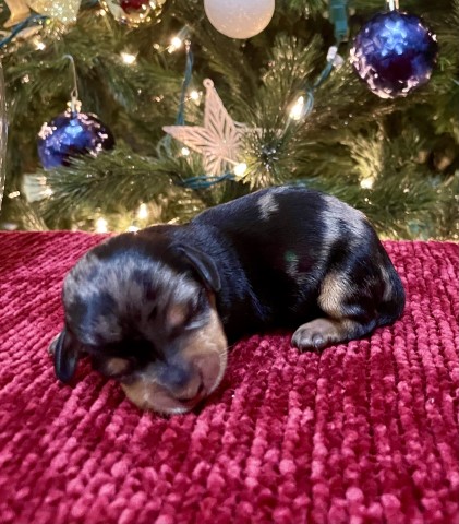 Miniature Dachshund Pups