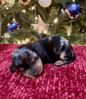 Miniature Dachshund Pups Dachshund for sale/adoption