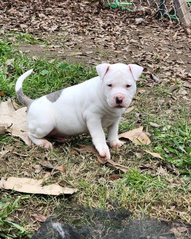 American Pit Bull Terrier puppy for sale + 64409