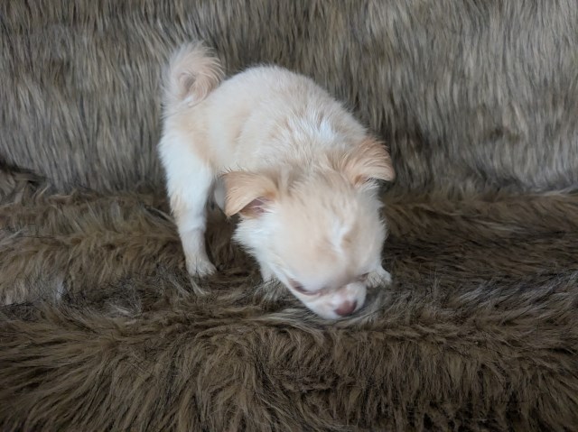 Chihuahua puppy for sale + 67241