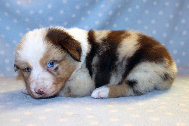 AKC REGISTERABLE Young Australian Shepherd male puppy, red merle, available 12/8/18!