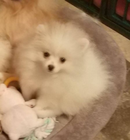 Stunning Rare White pomeranian Puppy Male for sale