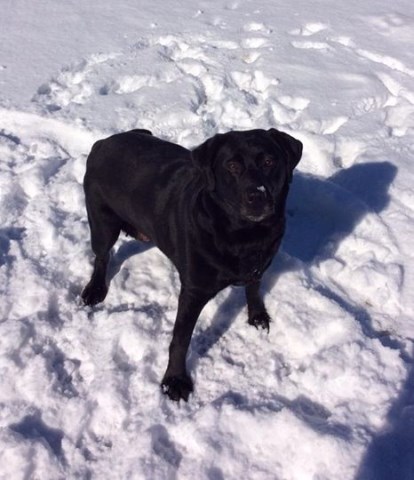 Labrador Retriever puppy for sale + 50726